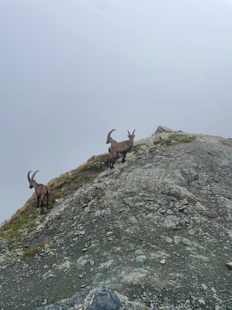 Mountain goats on the rocky slope