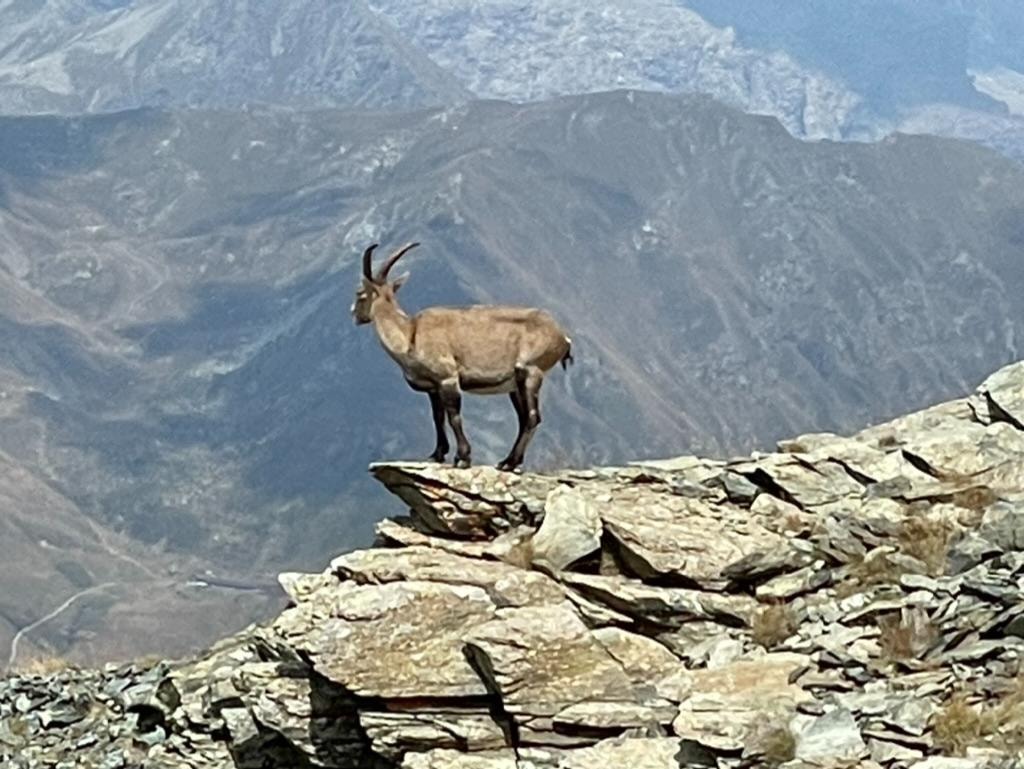 Chamois on the ridge above Courmayeur